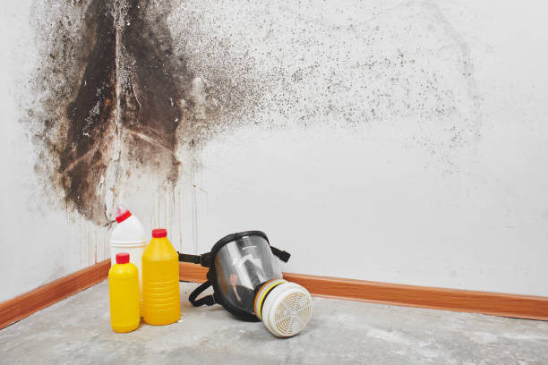 Best Industrial Mold Remediation in Carlstadt, NJ